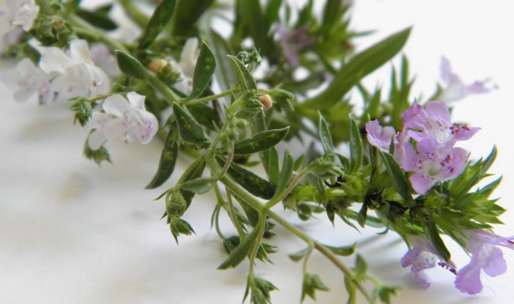 Vrisak (Satureja montana i Satureja subspicata)